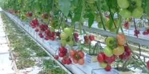 ToFBV – nowy wirus pomidora szklarniowego