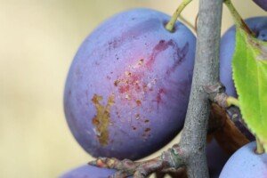 jak zwalczać zwójkówki