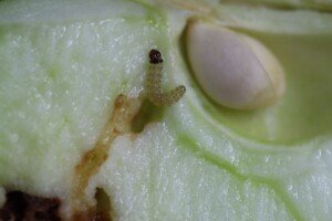 Jak zwalczać zwójkówki