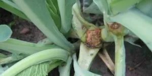 Paciornica w&nbsp;kapuście – jak ją zwalczyć?