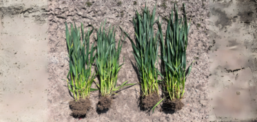 Po prawej pszenica Arcton WG po lewej kontrola