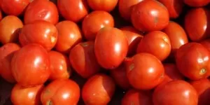 Pochodzenie pomidora – skąd wziął się w&nbsp;Polsce?