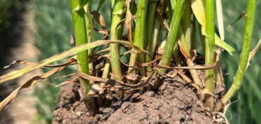 Pszenica ozima prowadzona w systemie biologicznej odporności zbóż