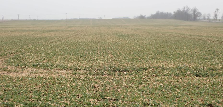 Regeneracja roślin po stresie i odtworzenie ich potencjału