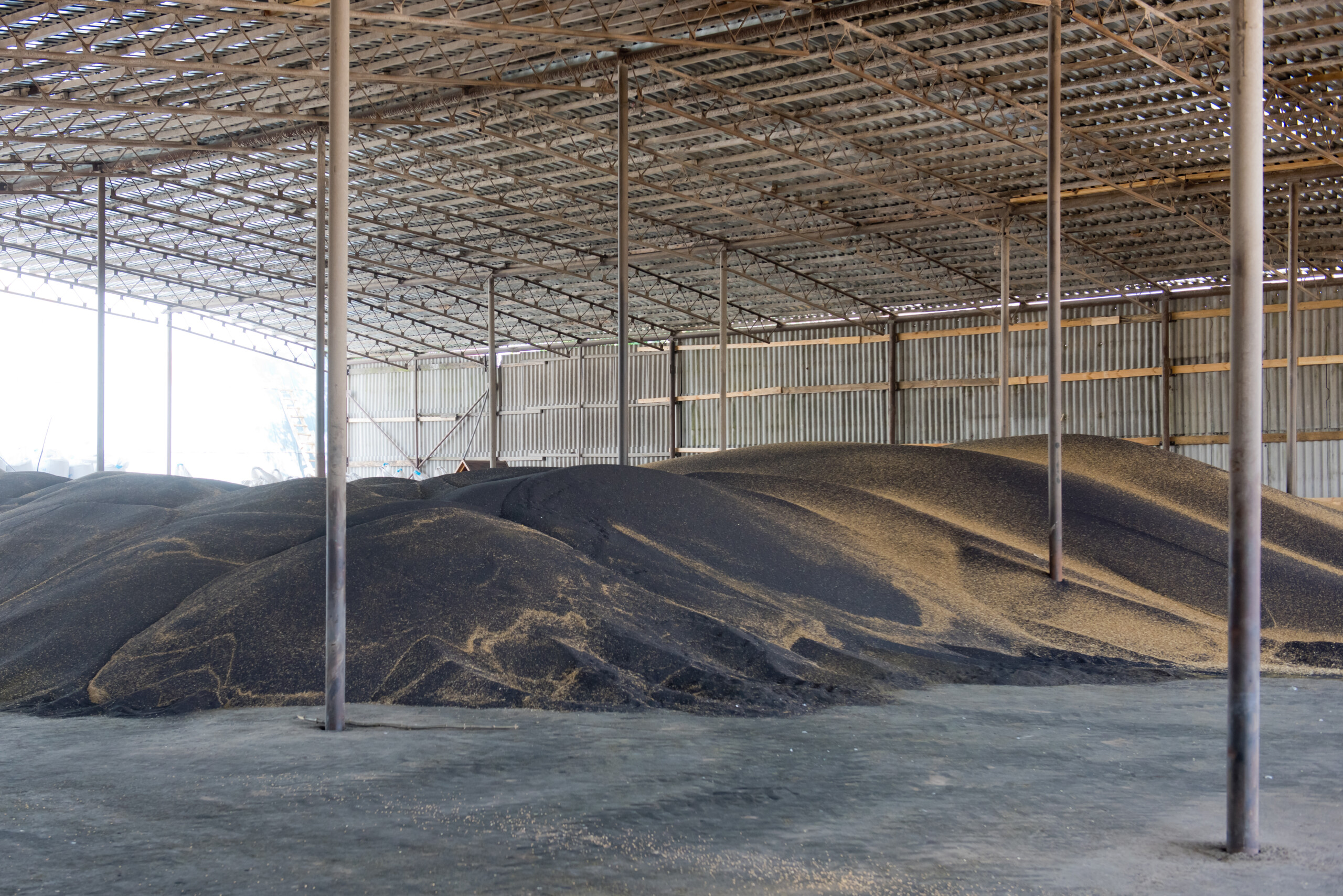 Freshly harvested oilseed rapeseed in stock. Heap of rape seeds.