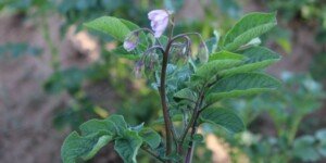 Wniosek o&nbsp;ocenę polową plantacji w&nbsp;2025 r. Nie przegap terminu!