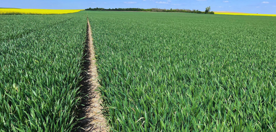 Zabieg T1 – wykorzystaj potencjał plonowania zbóż