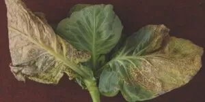 Zaburzenia fizjologiczne kapusty – czynniki środowiskowe