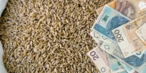 Ekoschemat materiał siewny 2025 — stawki dopłat i&nbsp;ważne terminy