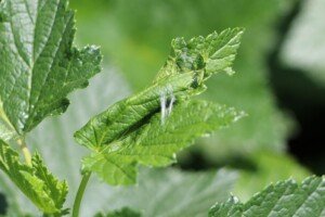 Jak zwalczać zwójkówki