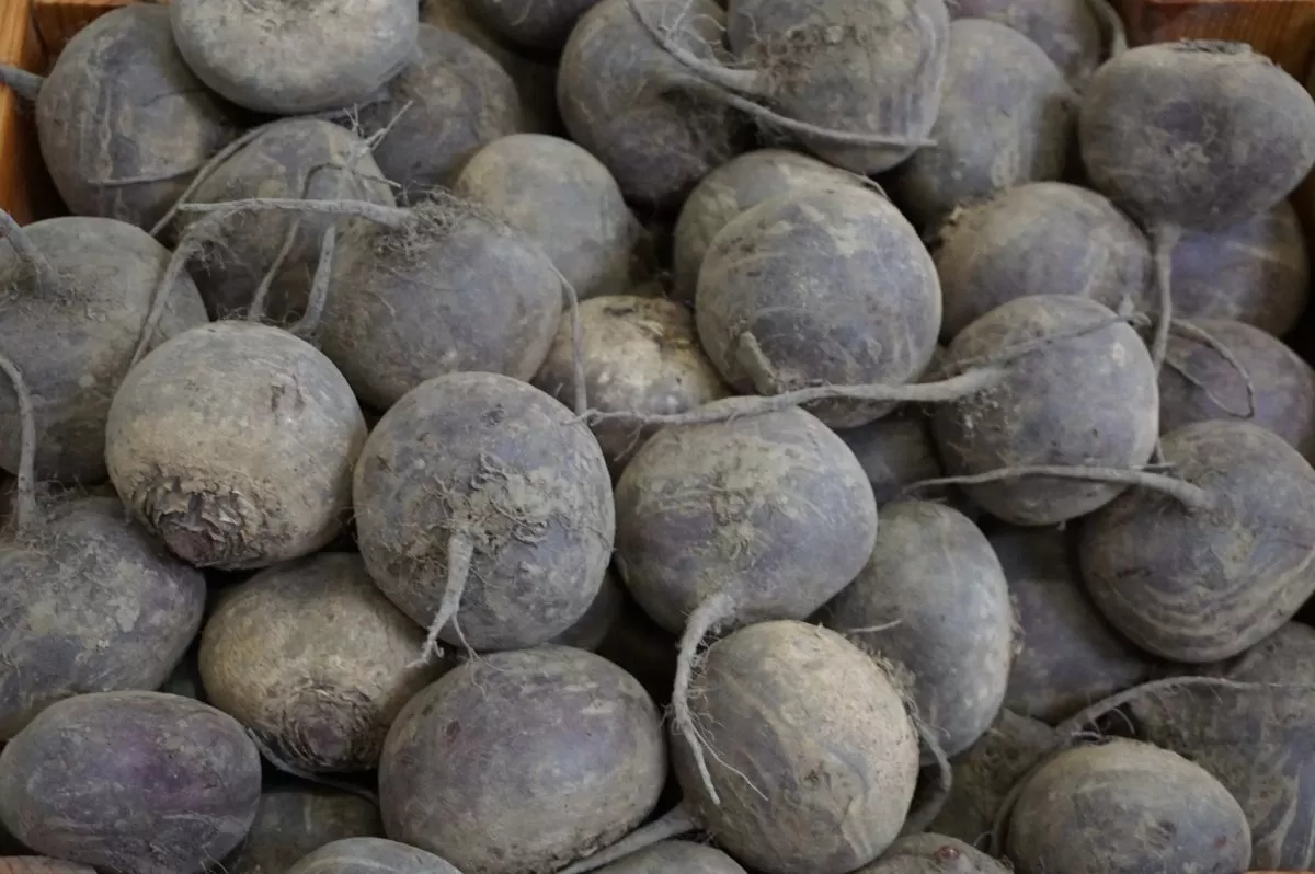Ceny buraków ćwikłowych na krajowych giełdach w kwietniu br. osiągają nawet 2,00 zł/kg.