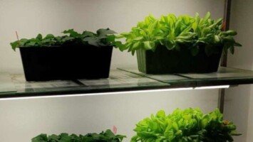 Encera to wyższy plon warzyw