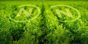 ENCERA w&nbsp;ekoschemacie Biologiczna uprawa! – nowy etap wsparcia dla zrównoważonych upraw