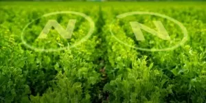 Bakterie azotowe a&nbsp;decyzja rolnika. Czego oczekują gospodarstwa i&nbsp;jak odpowiada na to ENCERA WG?