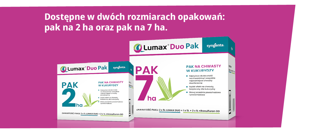 chwasty w&nbsp;kukurydzy