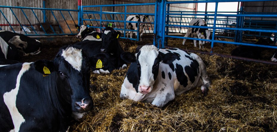 Inwestycje poprawiające dobrostan bydła i&nbsp;świń — nowe wsparcie dla rolników
