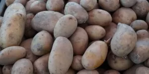 Ile kosztuje kilogram ziemniaków w kwietniu 2025?