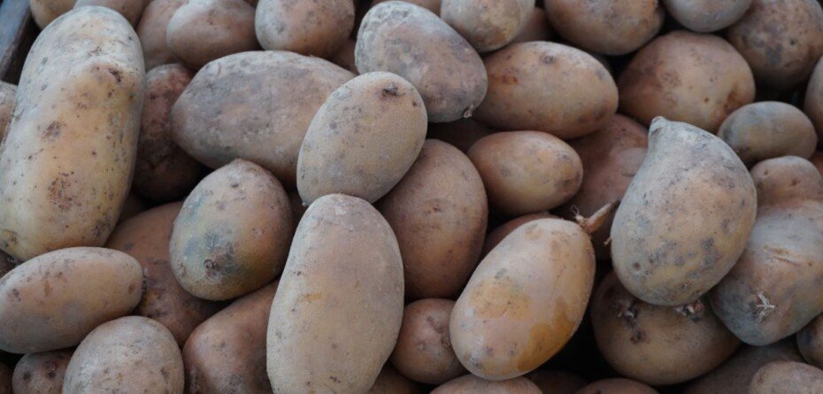 Ile kosztuje kilogram ziemniaków w&nbsp;kwietniu 2025?