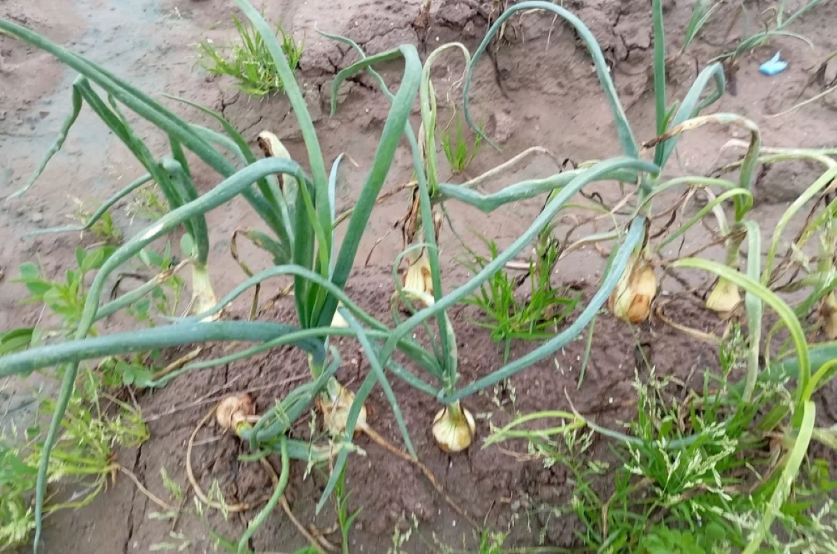Deszcze powodują zniszczenia na plantacji cebuli oraz nasilenie chorób grzybowych.