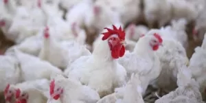 Zakaz eksportu polskiego drobiu? Branża alarmuje, a&nbsp;KE planuje surowe restrykcje