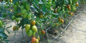 Nowe choroby bakteryjne warzyw rozprzestrzeniają się w&nbsp;Europie