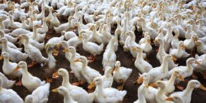 Ptasia grypa dziesiątkuje drób w&nbsp;Wielkopolsce 2025 — straty są ogromne