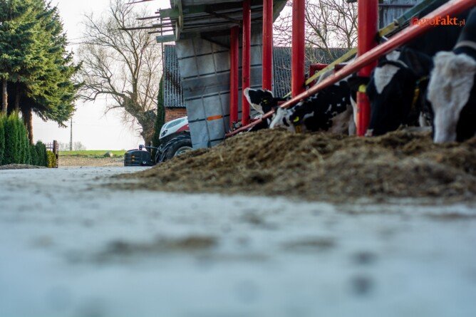 Inwestycje poprawiające dobrostan bydła i&nbsp;świń