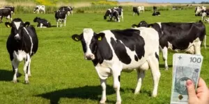 Dobrostan zwierząt – znamy stawki dopłat za 2024 rok