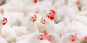 Polskie drobiarstwo pod ostrzałem! Unia planuje embargo?