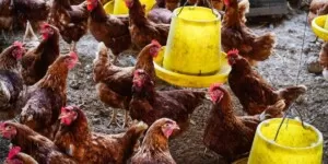 Ptasia grypa 2025 — Polska szykuje się do negocjacji z&nbsp;KE