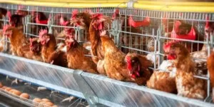 Nowe ogniska ptasiej grypy 2025 — ponad 1&nbsp;mln ptaków do wybicia