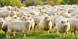 Ważne zmiany dla hodowców w&nbsp;aplikacji IRZplus