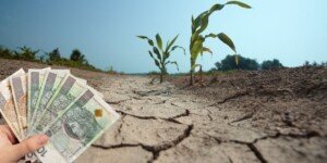 Pomoc suszowa dla rolników — jest decyzja rządu!