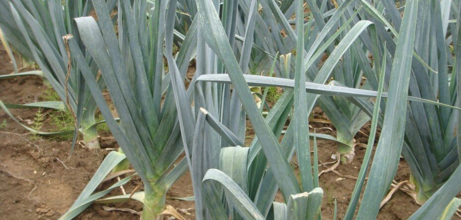 Uwaga! Groźne szkodniki na porach. Czas na ochronę plantacji