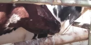 Jakie są objawy pryszczycy u&nbsp;bydła?