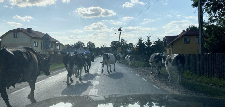 pryszczyca bydła bioasekuracja