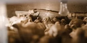 Choroby drobiu — kolejne ogniska grypy i&nbsp;pomoru w&nbsp;Polsce!