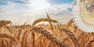 Ceny zbóż w&nbsp;Polsce 2025 martwią rolników, podobnie jak susza