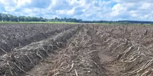 Desykacja ziemniaków: kiedy, czym i dlaczego warto?