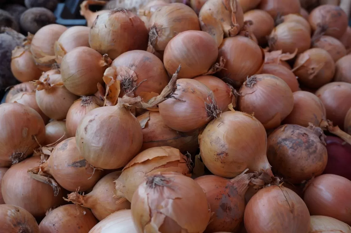 ceny cebuli