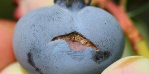 Amerykański system przeciwgradowy już w Europie