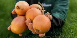 Hazera i TOP The Onion Group łączą siły w nowym projekcie