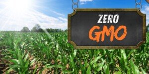 Zero GMO na polach Polski! Oto wynik tysięcy kontroli