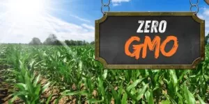 GMO na polach