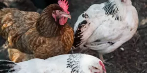 Obowiązkowe szczepienia kur i&nbsp;indyków od 13 maja 2025 r.