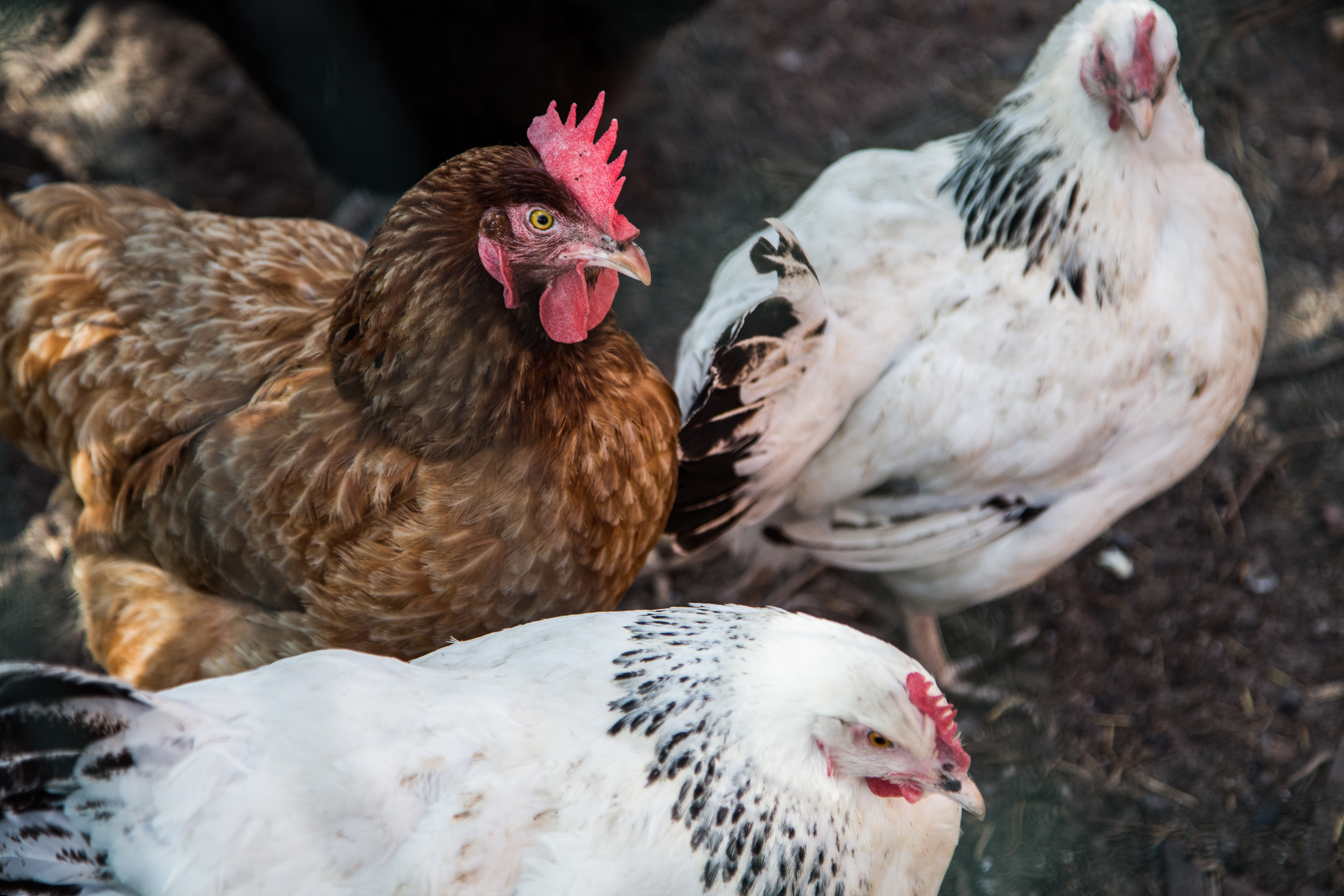 Obowiązkowe szczepienia kur i indyków od 13 maja 2025 r.