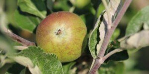 Mączniak prawdziwy po kwitnieniu sadów. Chroń jabłonie i grusze