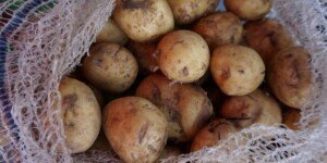 Jaka jest aktualna cena ziemniaków na giełdzie w sierpniu 2025?