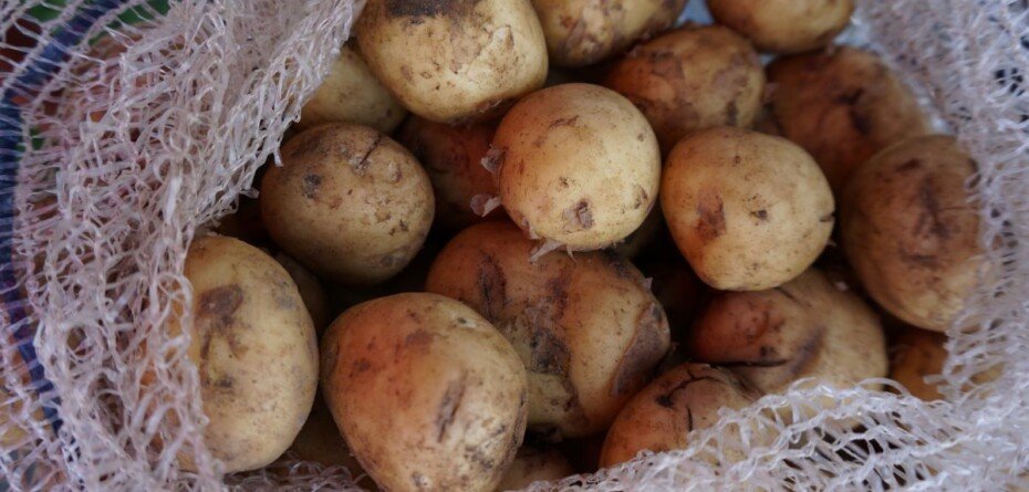 Młode ziemniaki wyraźnie potaniały