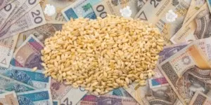 Ceny skupu zbóż w&nbsp;Polsce — rolnicy wstrzymują sprzedaż, handel wręcz zamarł